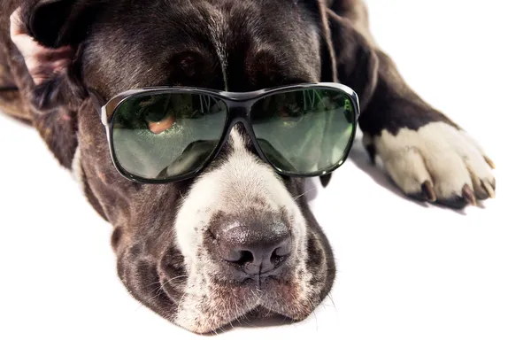 Cane corso perro con gafas — Foto de Stock