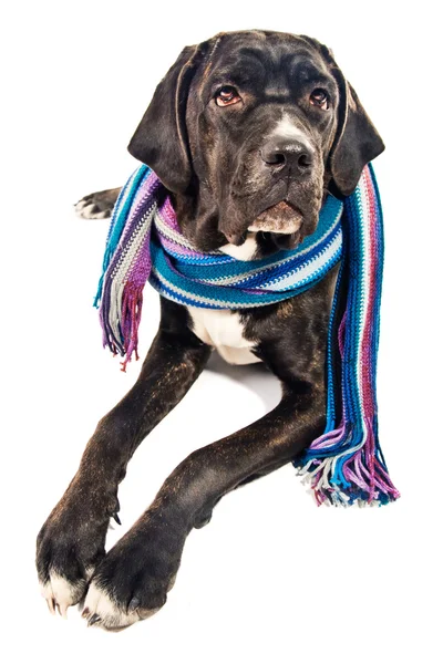 Cute cane corso dog wearing a shawl — Stock Photo, Image