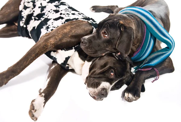 Две тростниковые корсо-собаки, одетые на зиму — стоковое фото