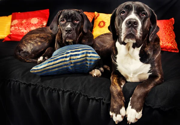 Dois cães de cana corso descansando em um sofá — Fotografia de Stock