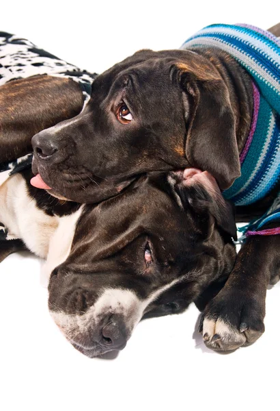 Dois cães de cana corso vestidos para o inverno — Fotografia de Stock