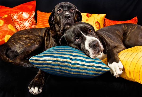 Two cane corso dogs resting on a couch — Stock Photo, Image