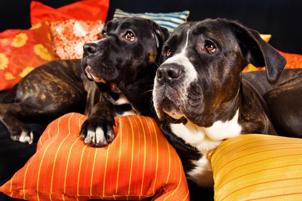 Due cani bastone corso riposano su un divano — Foto Stock