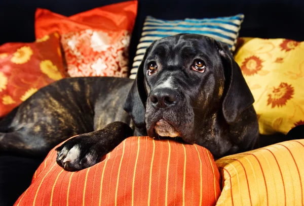 Yastıklar üzerinde oturan sevimli cane corso köpek — Stok fotoğraf