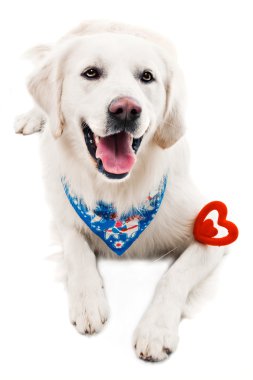 A beautiful retriever clipart