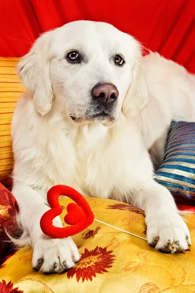 Piękny pies myśliwski — Zdjęcie stockowe