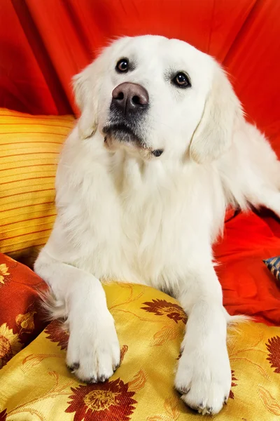 A beautiful retriever lying on a bed — Stock Photo, Image