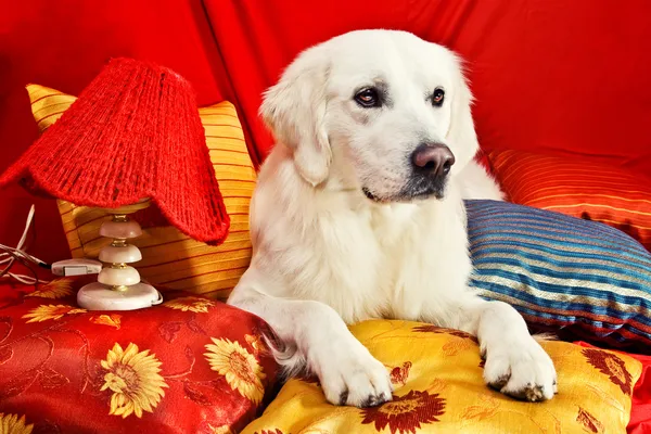 A beautiful retriever lying on a bed — Stock Photo, Image