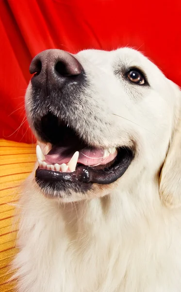 Zbliżenie piękny pies myśliwski — Zdjęcie stockowe