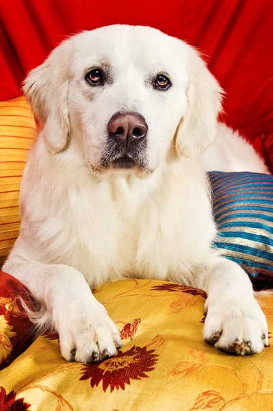 Piękny pies myśliwski, leżąc na łóżku — Zdjęcie stockowe
