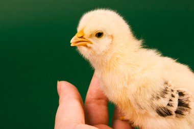 bir insan eli tarafından tutulan bebek hatun