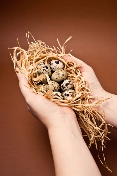 Human hands holding a quail nest — Stock Photo, Image