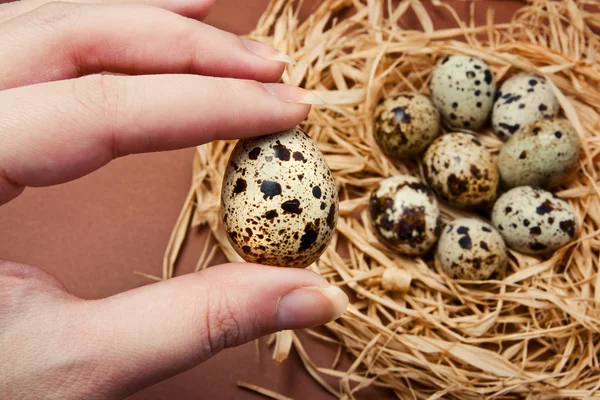 Hand holding a quail egg — Stok fotoğraf