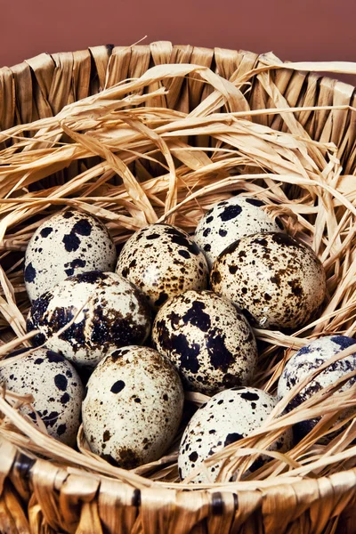 A closeup view of a quail nest — Stock Photo, Image