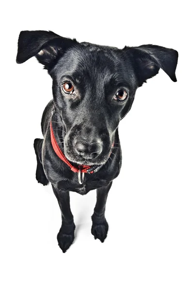 Komik bir labrador mix köpek — Stok fotoğraf