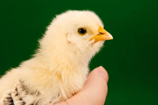 stock image Baby chick held by a human hand