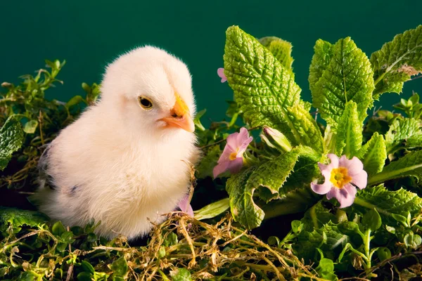 Baby chick op groene achtergrond — Stockfoto