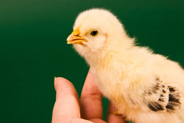 stock image Baby chick held by a human hand