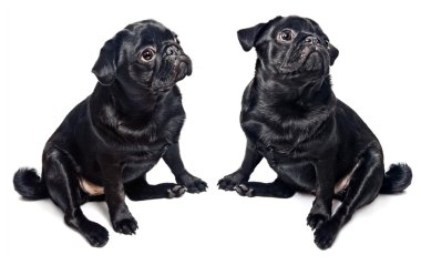 Two black pugs isolated on white clipart