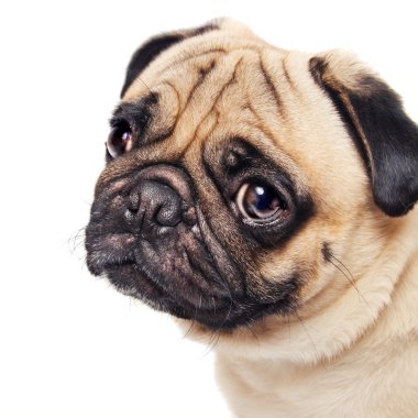 Cute sad pug face isolated on white clipart