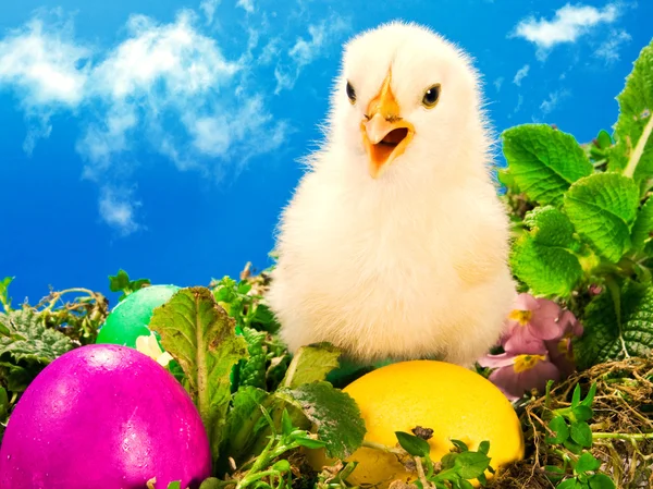 Baby Pasen chick met beschilderde eieren — Stockfoto