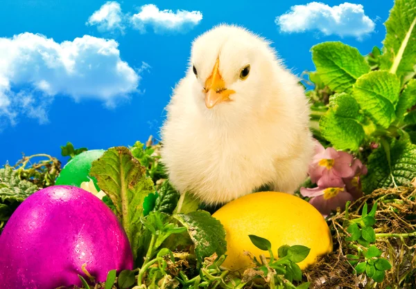 Poussin de Pâques bébé avec des œufs peints — Photo