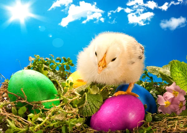 Poussin de Pâques bébé avec des œufs peints — Photo