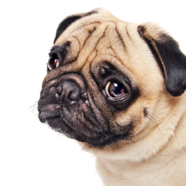 Cute sad pug face isolated on white — Stock Photo, Image