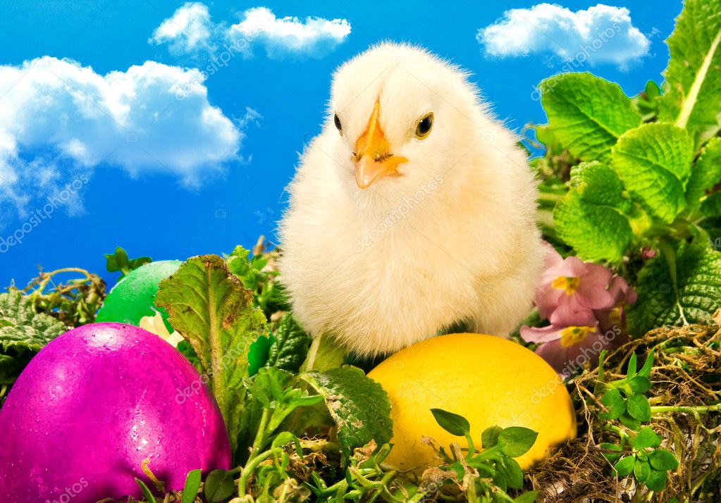 Baby Easter chick with painted eggs — Stock Photo © anatema #2368543