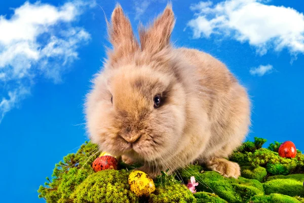 Милый пасхальный кролик с покрашенными яйцами — стоковое фото