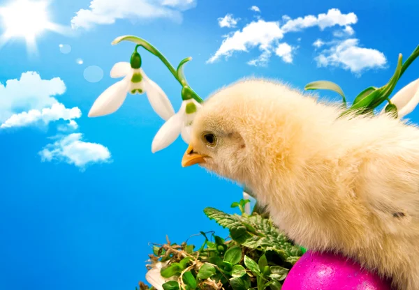 Baby Easter chick with painted eggs — Stock Photo, Image