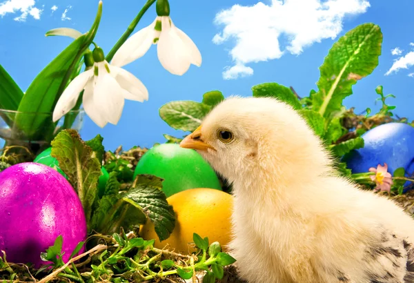 Bambino pulcino di Pasqua con uova dipinte — Foto Stock