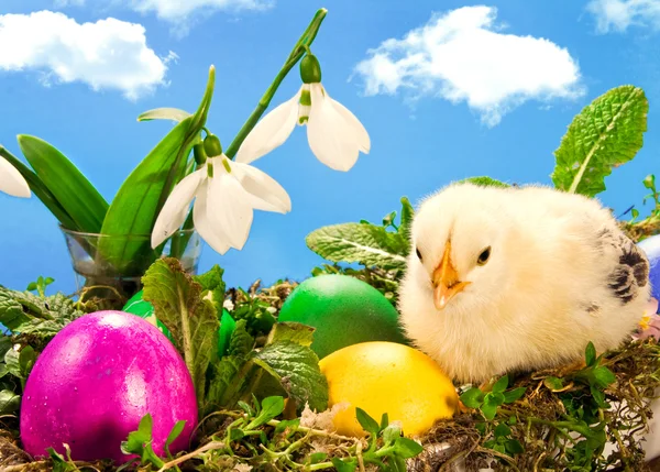 Osterküken mit bemalten Eiern — Stockfoto