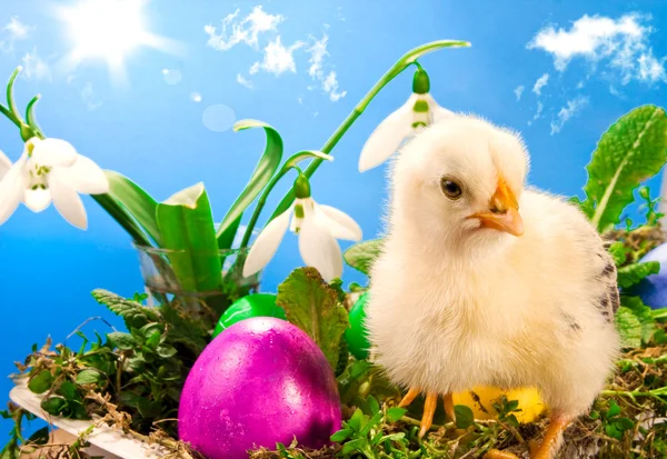 Baba Húsvét chick festett tojások — Stock Fotó