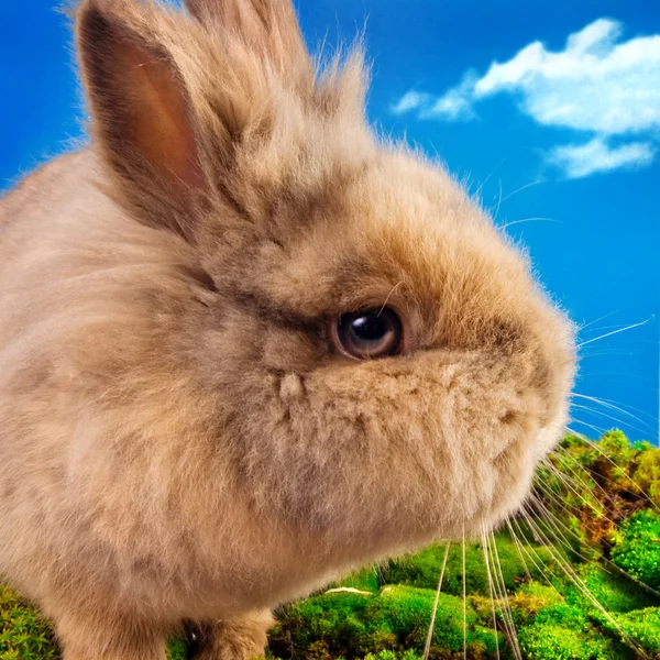 Mavi gökyüzü arka plan üzerinde sevimli tavşan — Stok fotoğraf