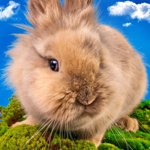 Schattig konijntje op een blauwe hemelachtergrond — Stockfoto