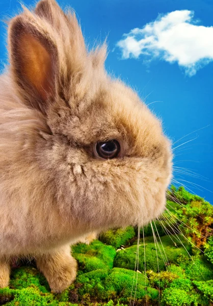 푸른 하늘 배경, 귀여운 토끼 — 스톡 사진