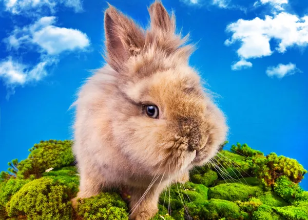 Cute bunny on a blue sky background — Stock Photo, Image