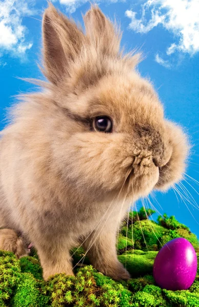 Cute Easter bunny with painted eggs — Stock Photo, Image