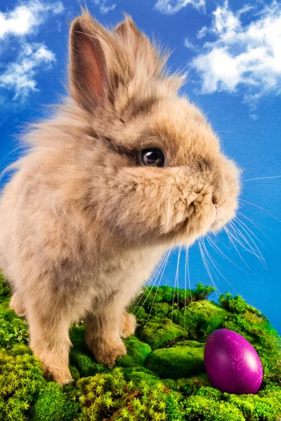 Lindo conejito de Pascua con huevos pintados —  Fotos de Stock