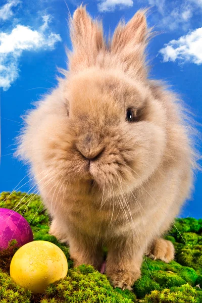 塗装卵イースターのかわいいウサギ — ストック写真