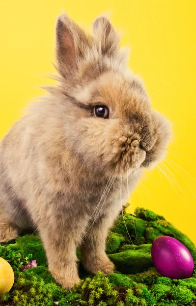 Милый пасхальный кролик с покрашенными яйцами — стоковое фото