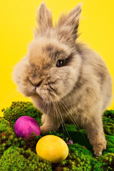 Aranyos húsvéti nyuszi festett tojás — Stock Fotó
