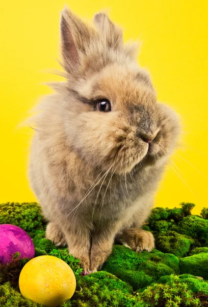Lindo conejito de Pascua con huevos pintados — Foto de Stock