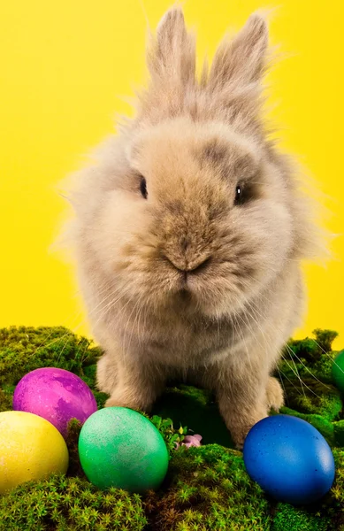 Lapin de Pâques mignon avec des œufs peints — Photo