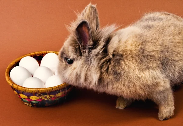 Coniglietto carino con cesto di uova — Foto Stock