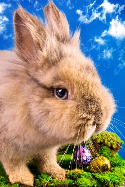 Милий великодній кролик з розфарбованими яйцями — стокове фото