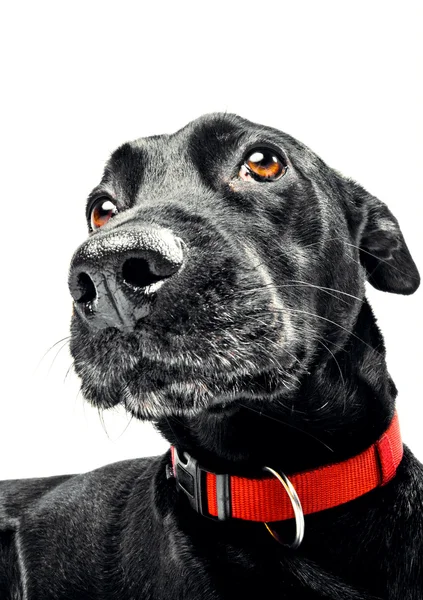 Αστεία closeup της ένα χαριτωμένο σκυλί — Φωτογραφία Αρχείου
