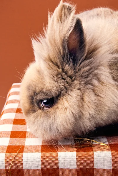 귀여운 토끼 근접 촬영 — 스톡 사진