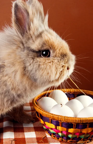 Милый кролик с корзиной для яиц — стоковое фото